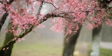 禄川哪里的物业更好一些?